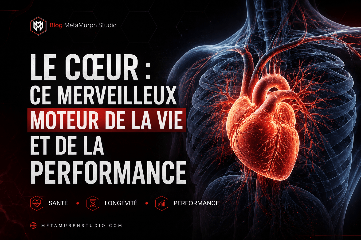Illustration d’un cœur humain lumineux dans un thorax transparent, représentant la santé cardiovasculaire, la longévité et la performance sportive.